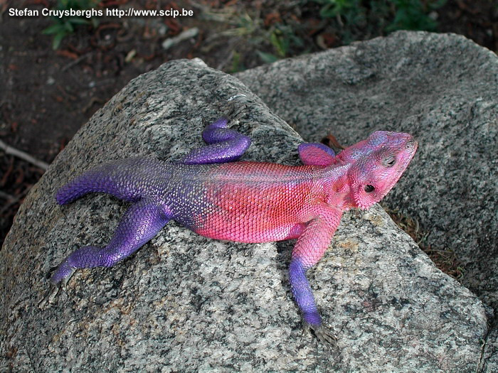 Serengeti - Hagedis Een kolonistenagame (agama agama) is een 30cm lange hagedis met opvallende paars-roze kleuren. Stefan Cruysberghs